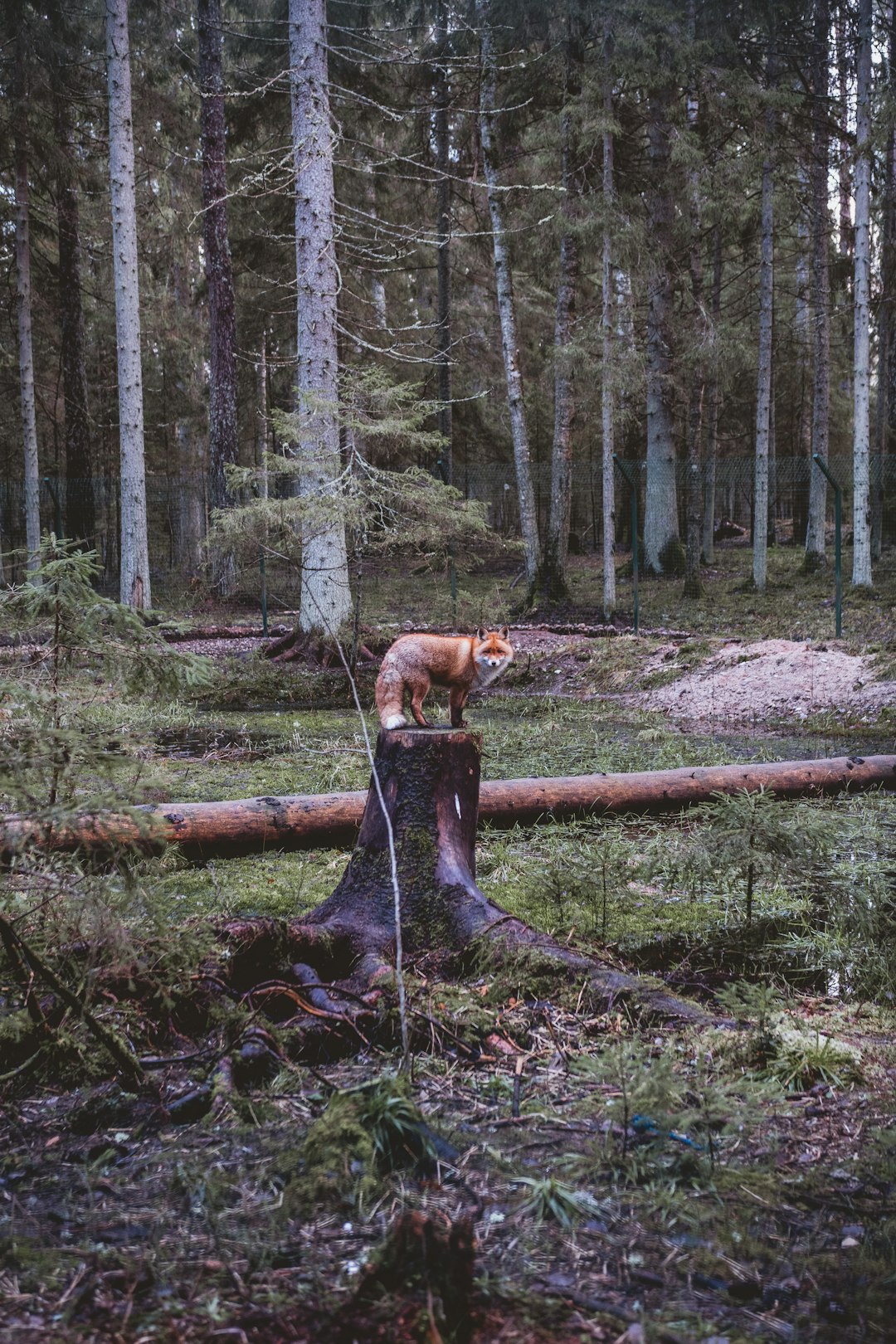 The Ligatne Nature Trails are a well-established network of trails in the natural forest landscape of Gauja National Park where everyone can observe and get to know wild animals of Latvia in conditions almost completely identical to their natural habitat.