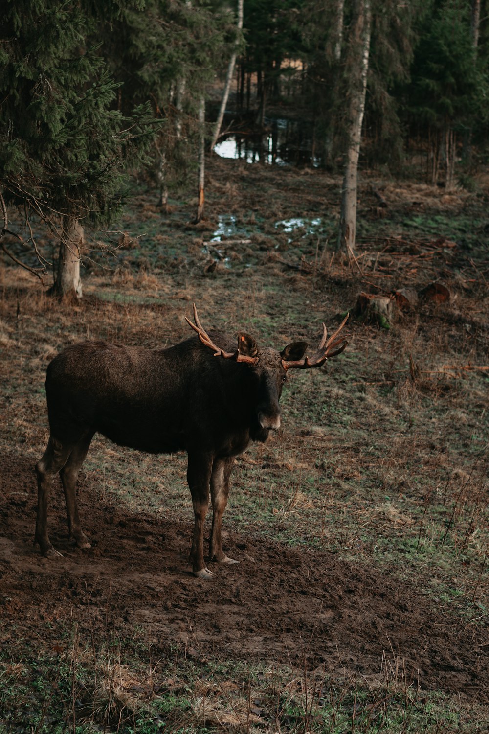 brown and black animal