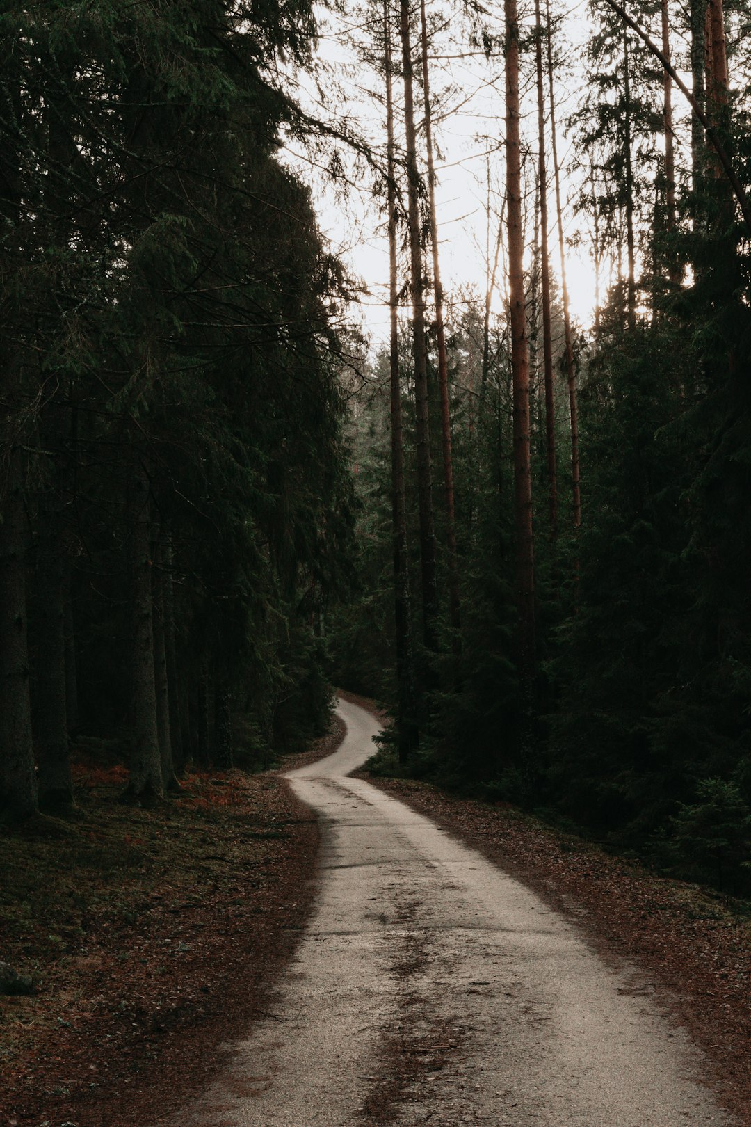 The Ligatne Nature Trails are a well-established network of trails in the natural forest landscape of Gauja National Park where everyone can observe and get to know wild animals of Latvia in conditions almost completely identical to their natural habitat.