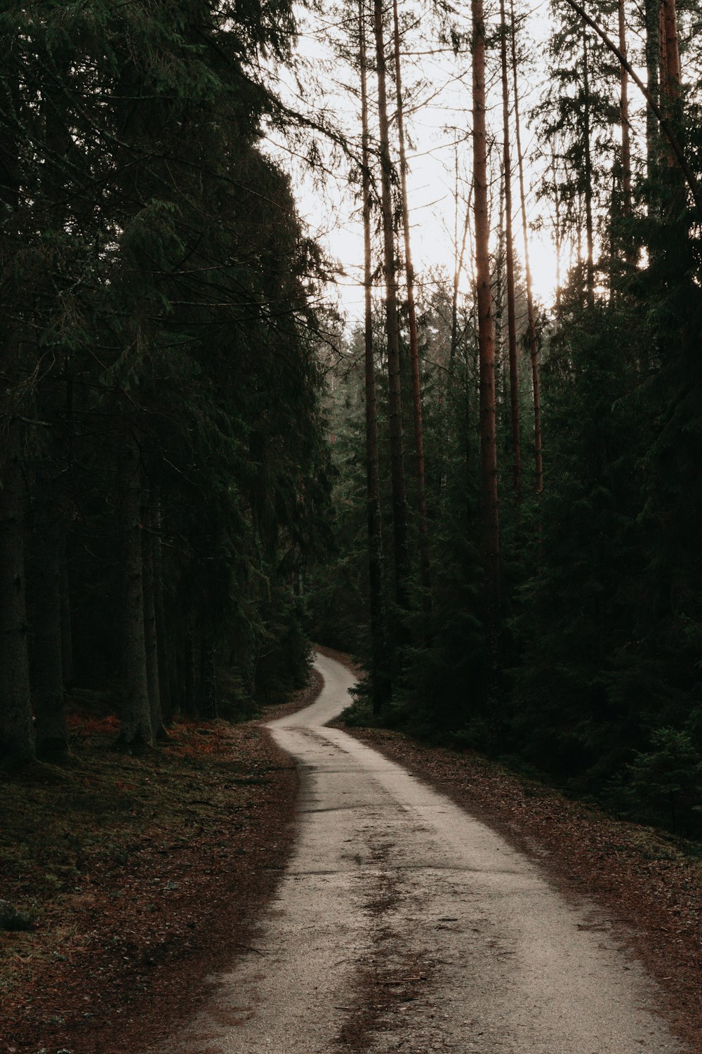 road between tall trees during daytime