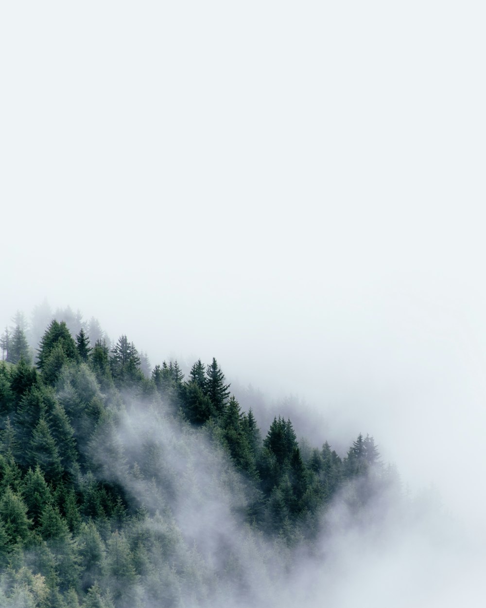 pini coperti di nebbia