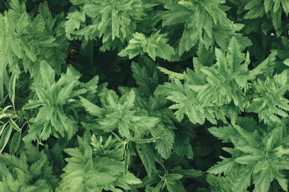 shallow focus photo of green plants