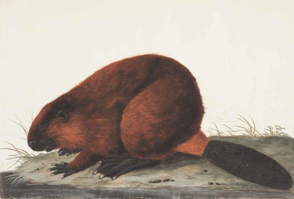 brown beaver