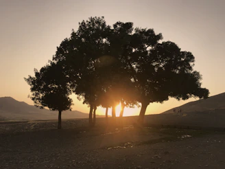 A group of volunteers planting trees near a wildlife habitat at sunrise.