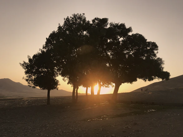 A group of volunteers planting trees near a wildlife habitat at sunrise.