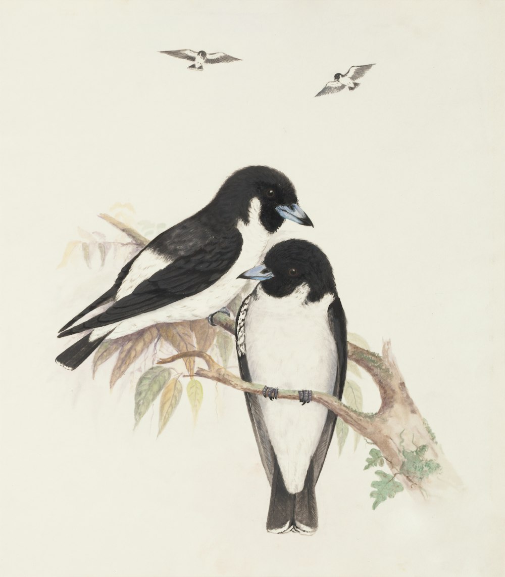 dois pássaros pretos e brancos empoleirados no galho da árvore