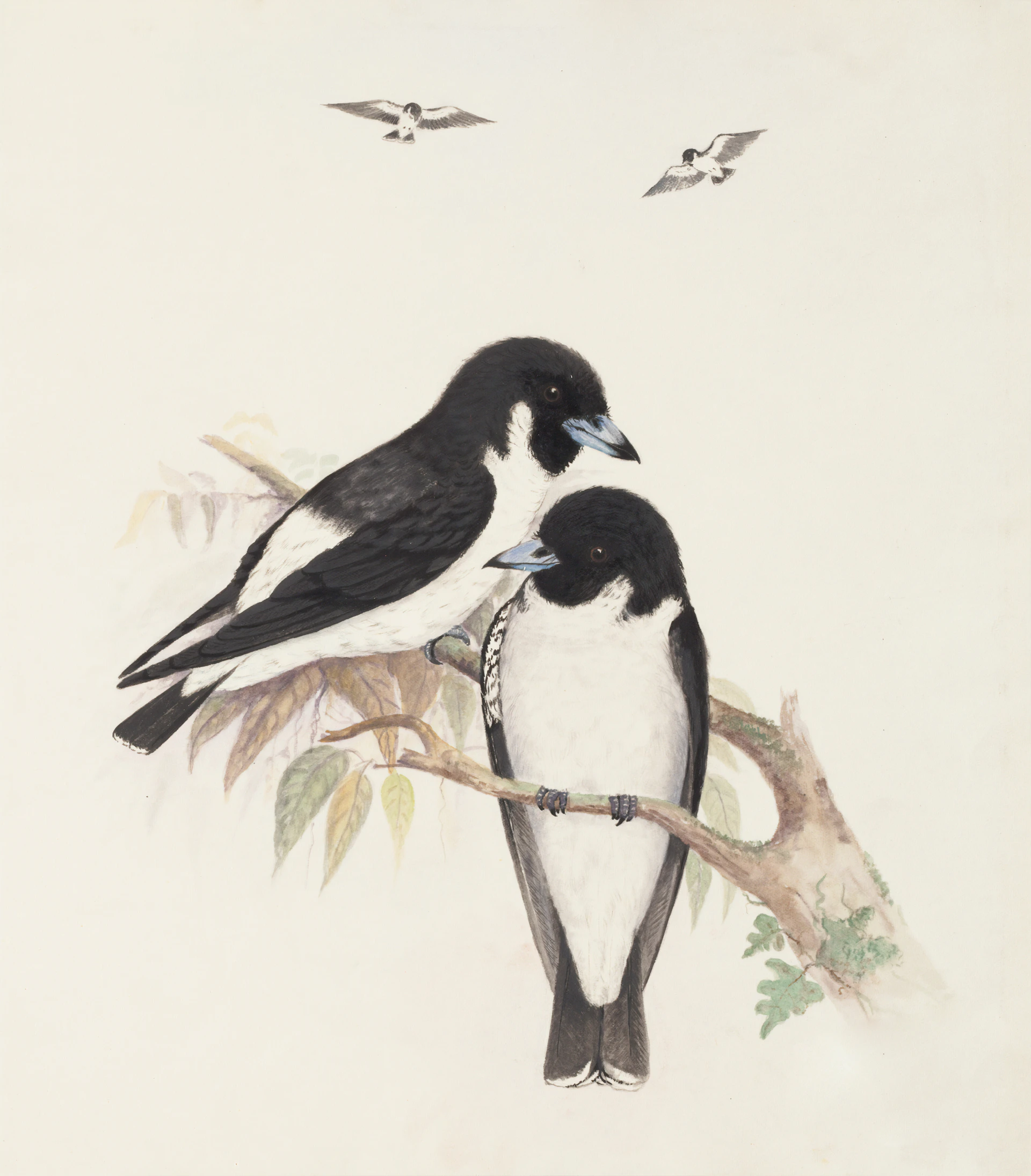 two black-and-white birds perching on tree branch