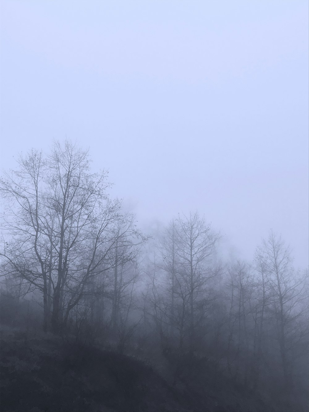 a black and white photo of a foggy forest