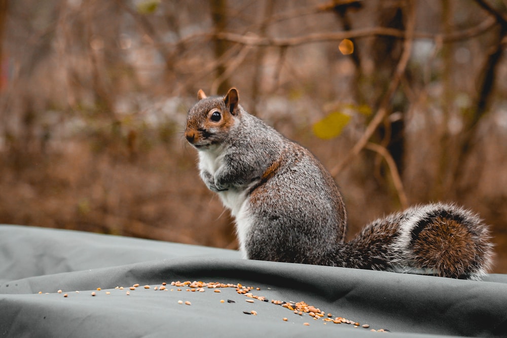 gray and brown squirrel