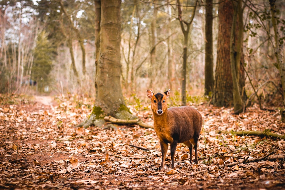 selective focus photography of brown animal during daytime