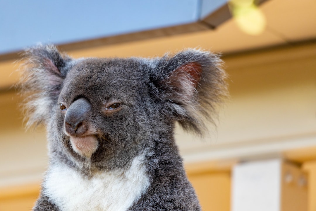 Wildlife photo spot Lone Pine Koala Sanctuary at Lone Pine Australia Zoo