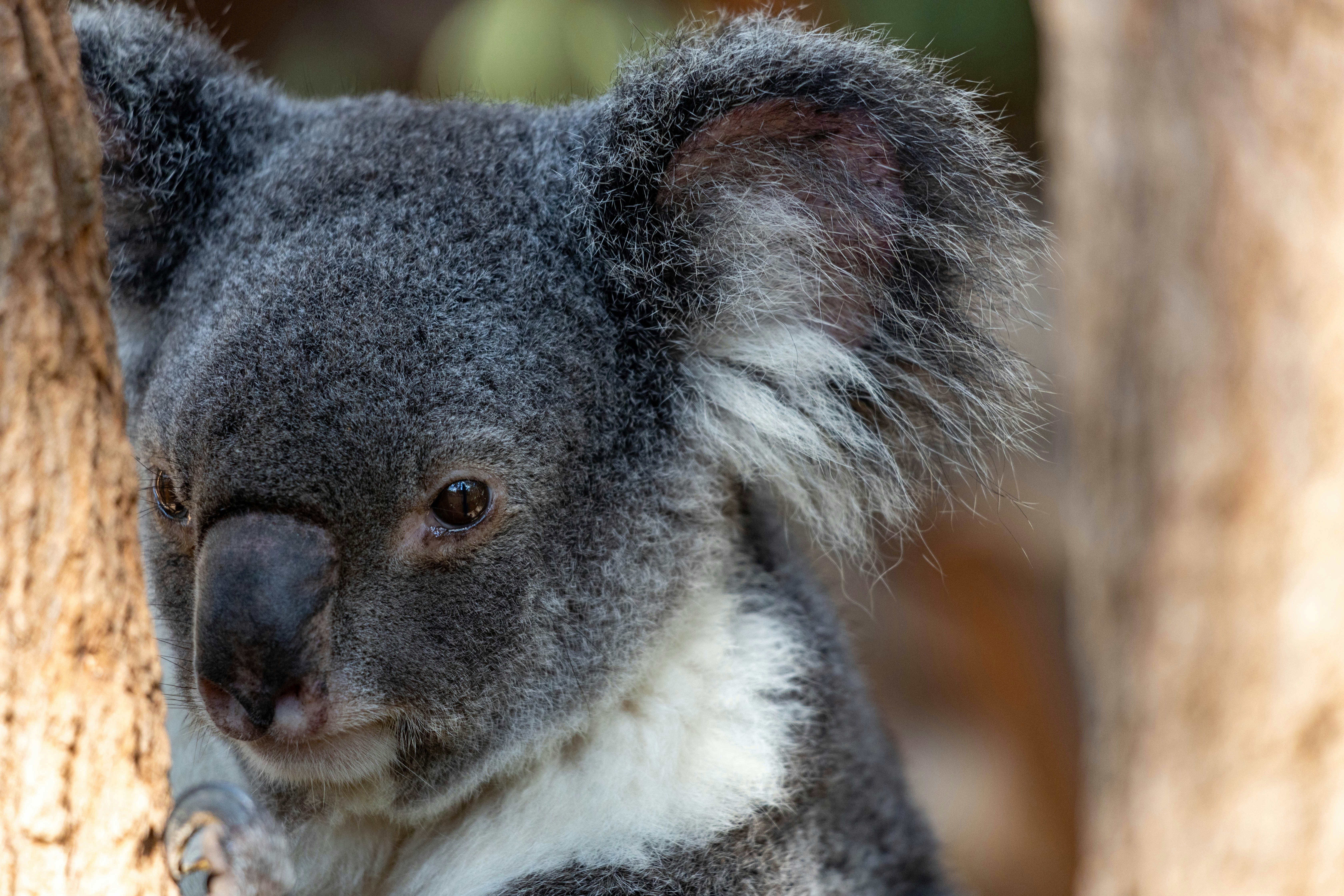 Foto Koala gris – Imagen Lone Pine Koala Sanctuary en Lone Pine gratis ...