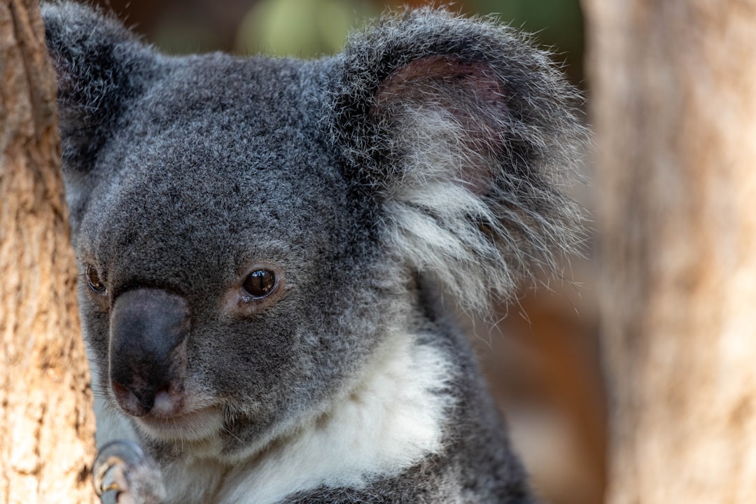 Wildlife photo spot Lone Pine Koala Sanctuary at Lone Pine Brisbane Queensland