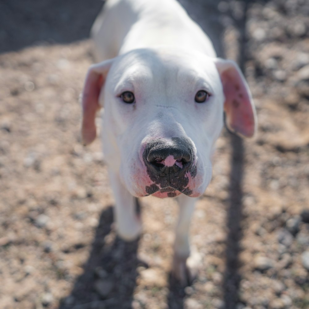 white dog