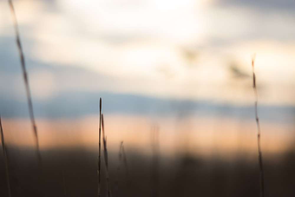 a blurry photo of grass with a sky in the background
