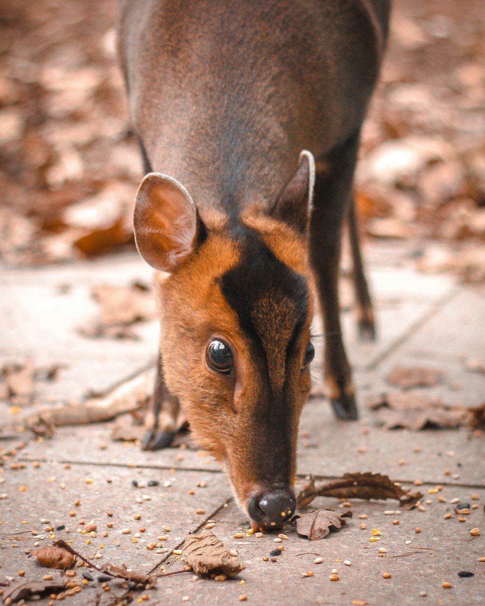 brown deer