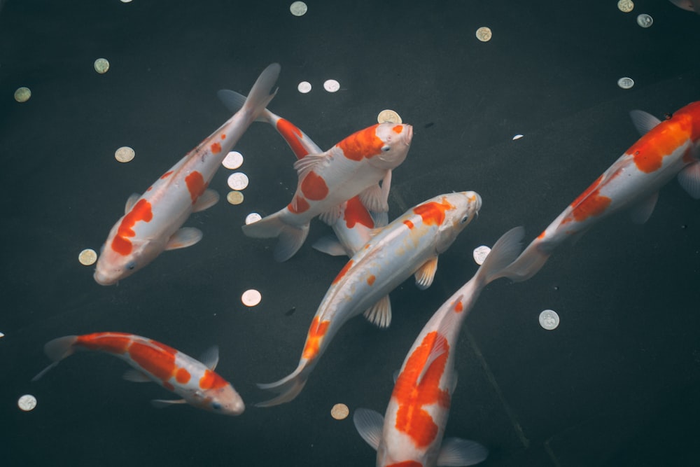 koi fishes