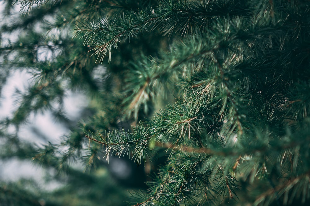 selective focus photography of green-leafed plant