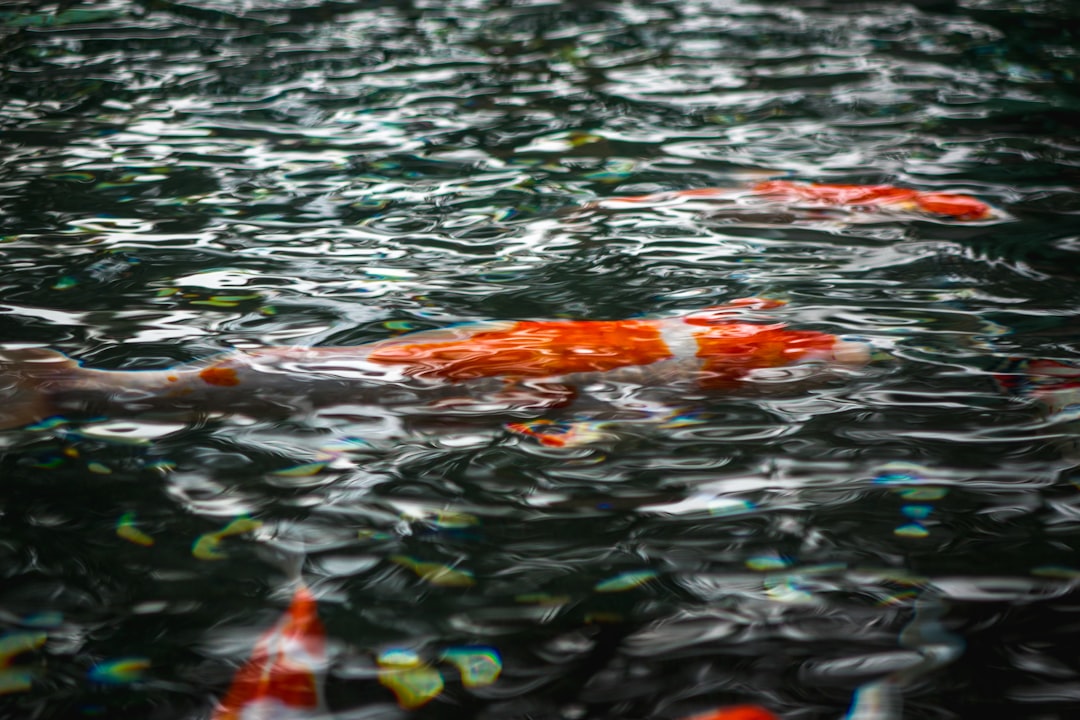 koi fishes