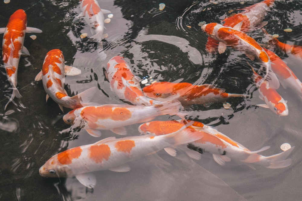 white-and-orange koi fish in body of water