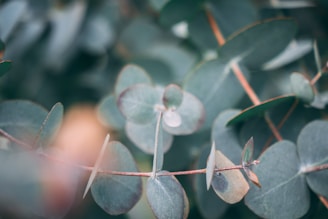 Eucalyptus leaves are captured closely, showcasing their round shape and muted green color. The leaves are arranged along a thin, reddish-brown stem with a slight blur in the background, emphasizing the foliage in the foreground.