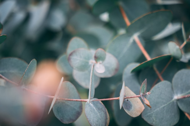 Eucalyptus leaves are captured closely, showcasing their round shape and muted green color. The leaves are arranged along a thin, reddish-brown stem with a slight blur in the background, emphasizing the foliage in the foreground.