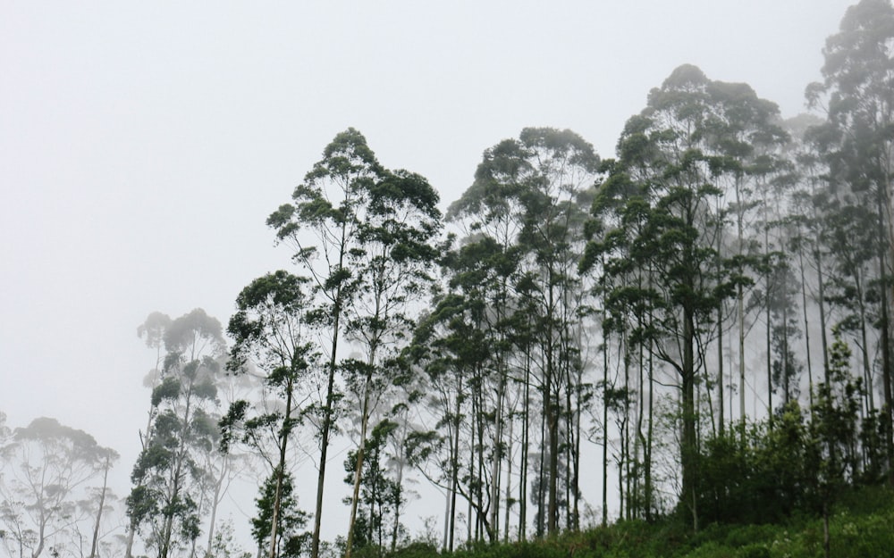 landscape photography of green-leafed trees