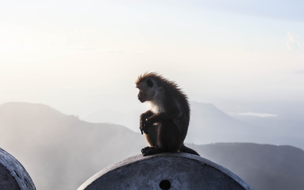 selective focus photography of sitting brown and white primate