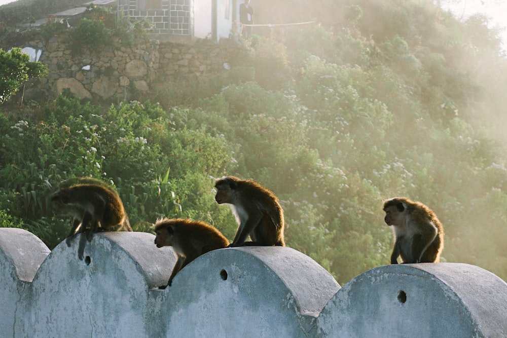 group of brown-and-beige primates