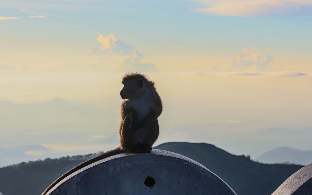 selective focus photography of brown and white primate