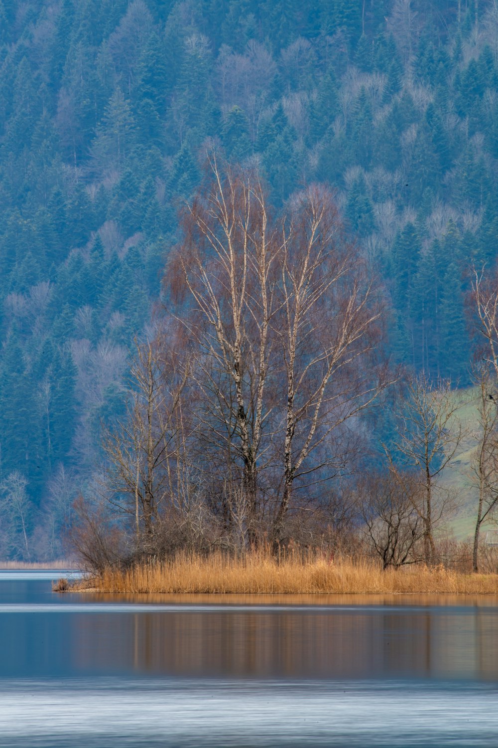 green-leafed tree beside body of water