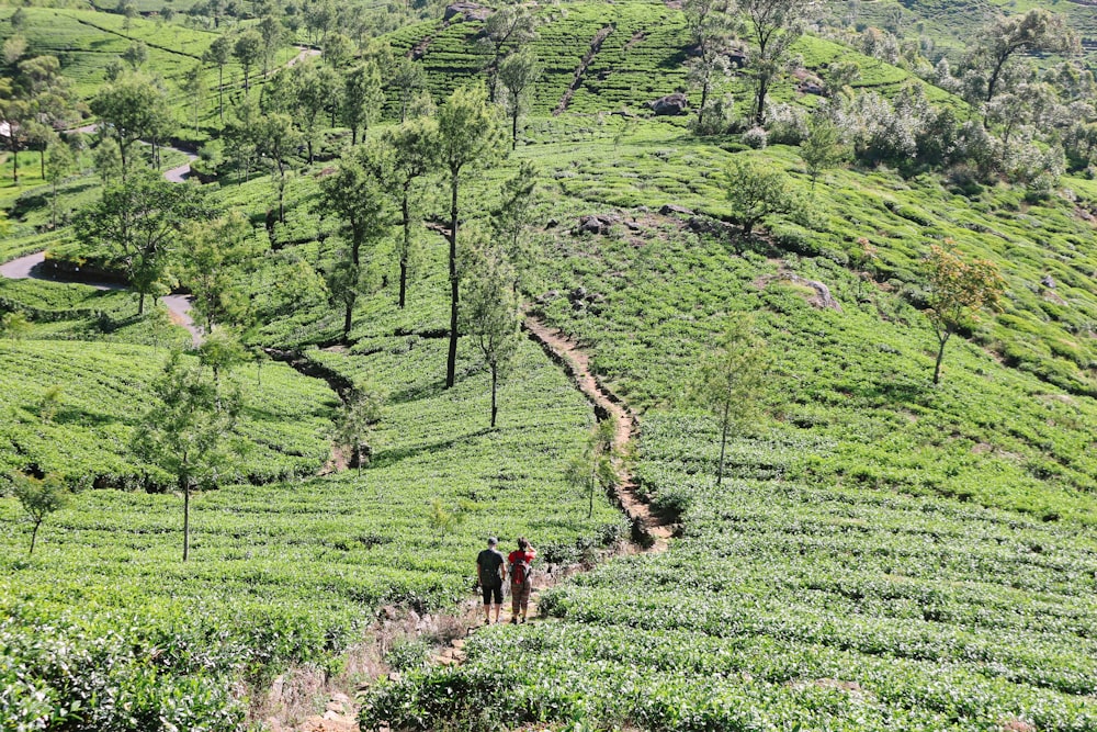 two person walking on brown road full of trees