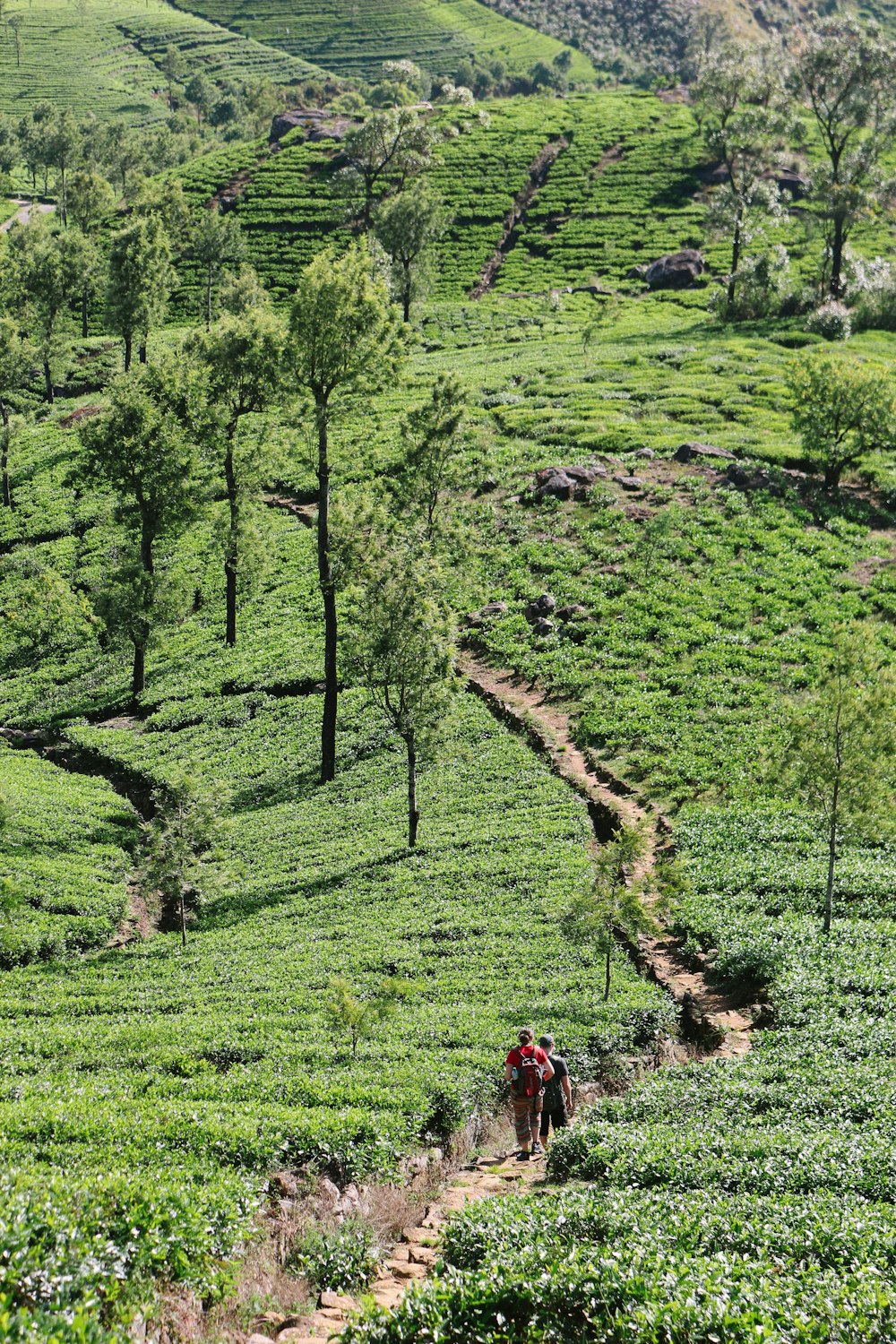 landscape photography of brown and green mountain ranges