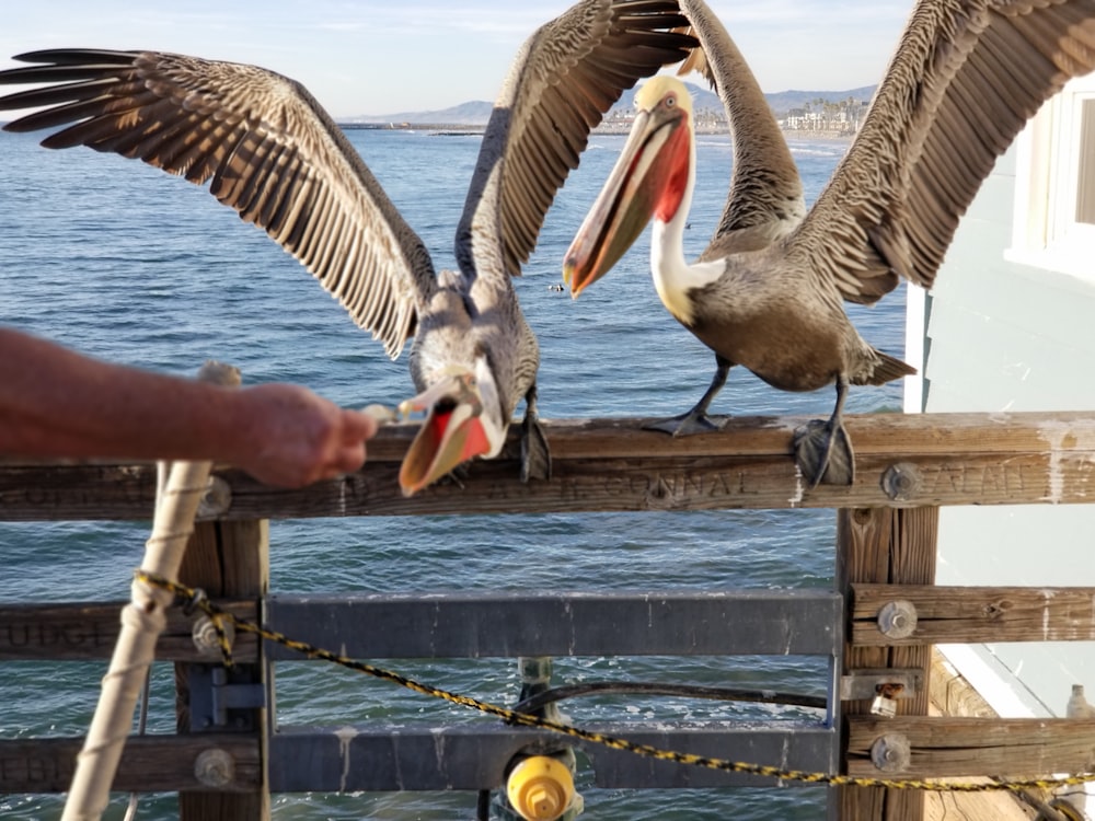 two brown pelicans standing on brown wooden fence