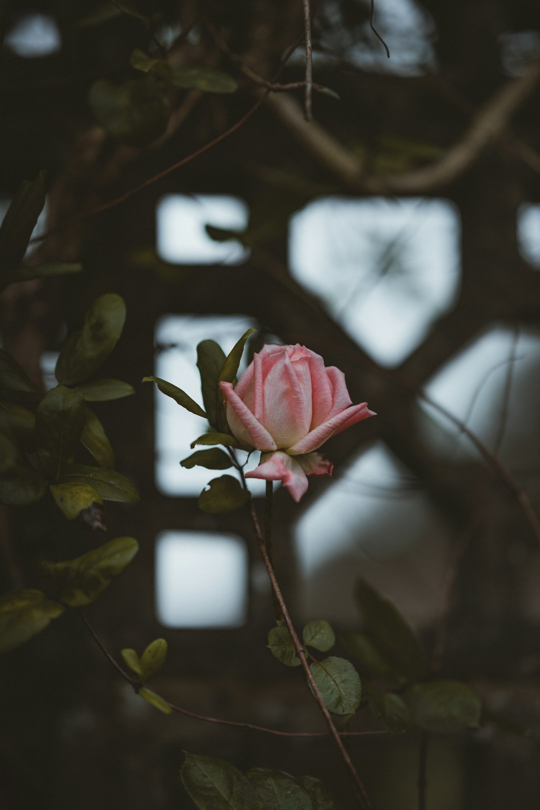 pink-petaled flowers