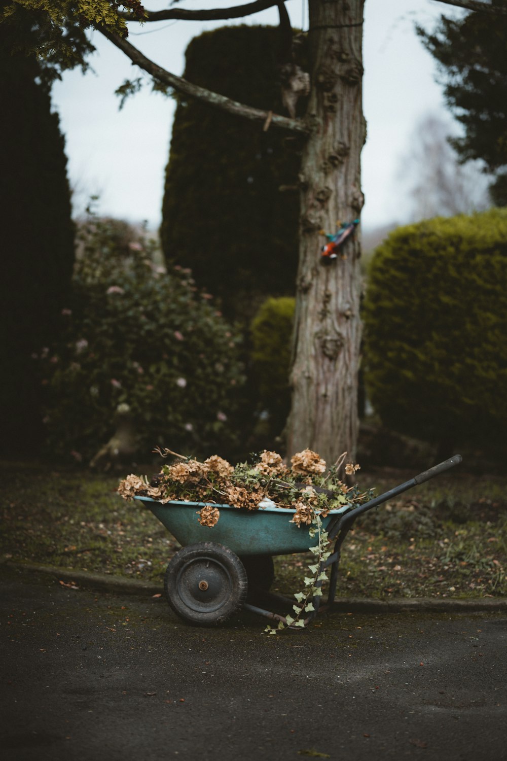 flowers in wheelbarrow