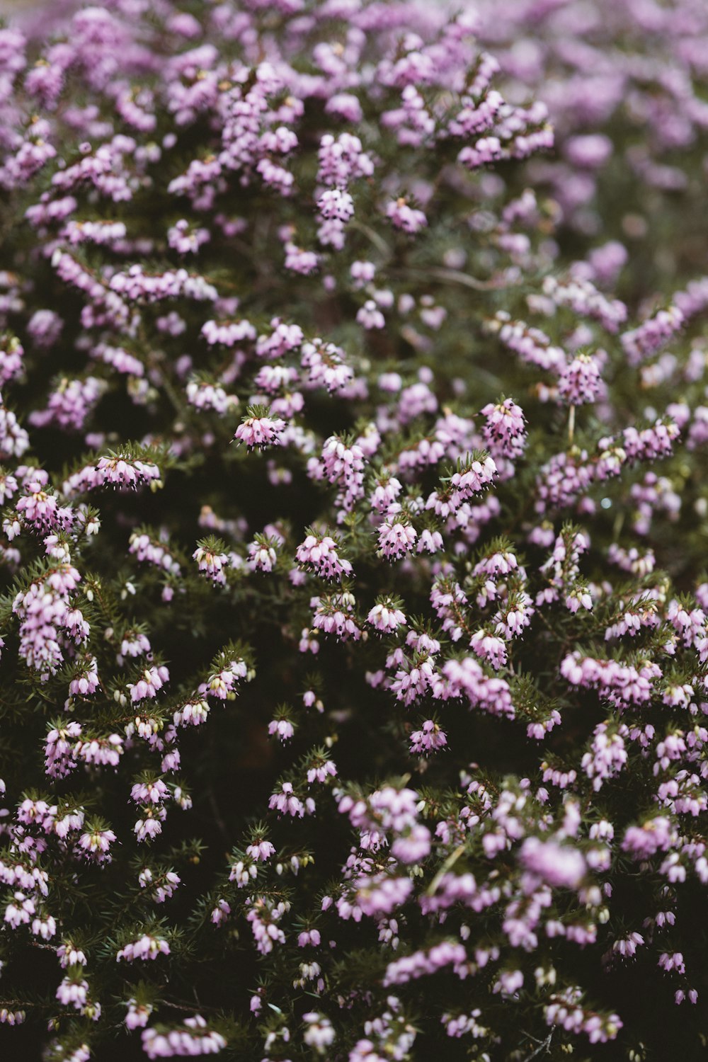 pink-petaled flowers