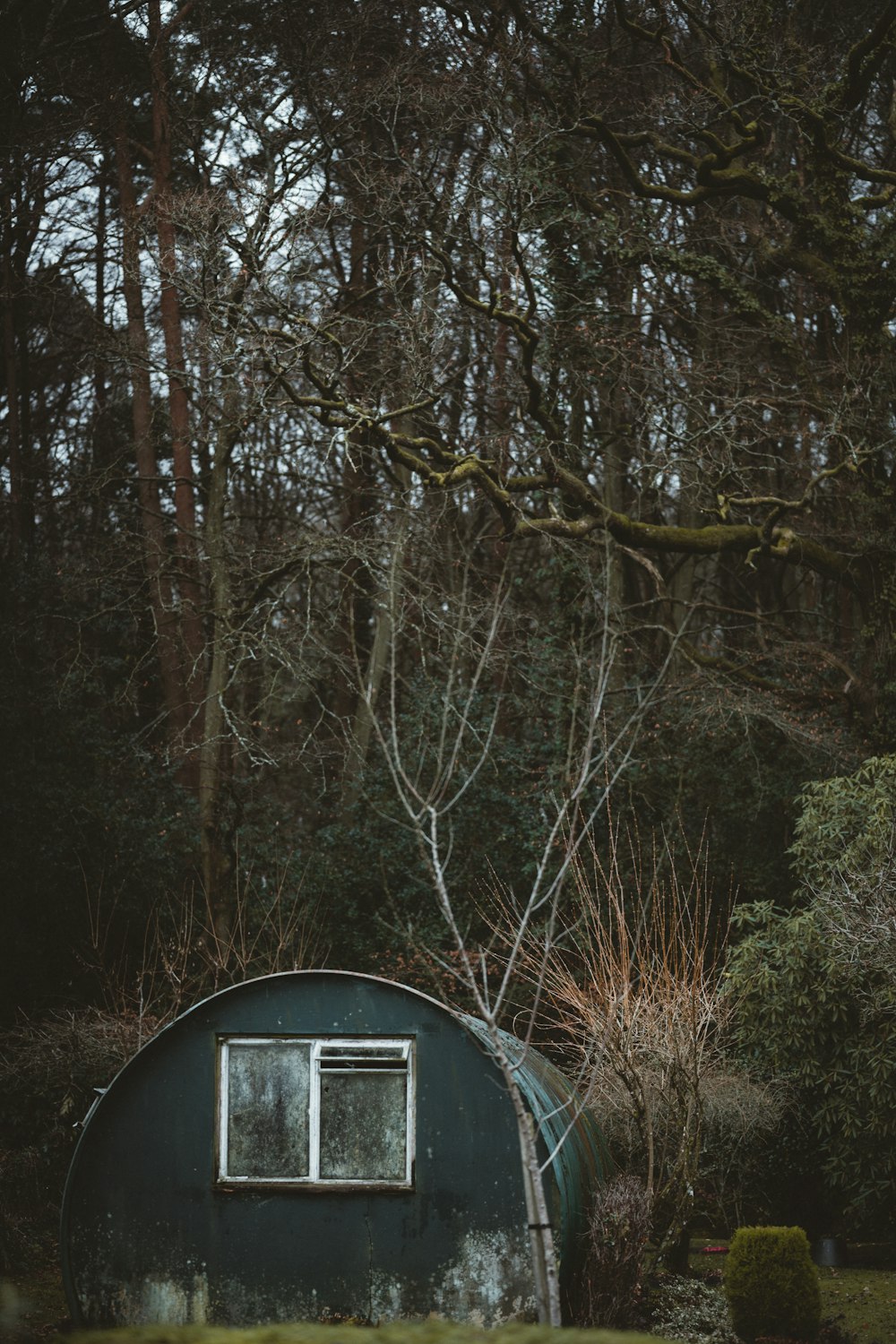 cabin in forest