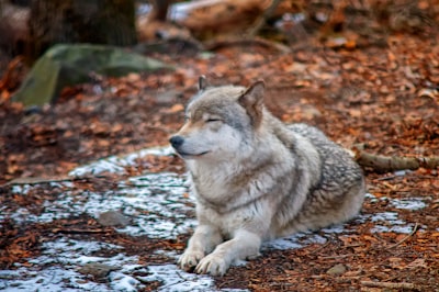 gray and brown wolf gray wolf zoom background