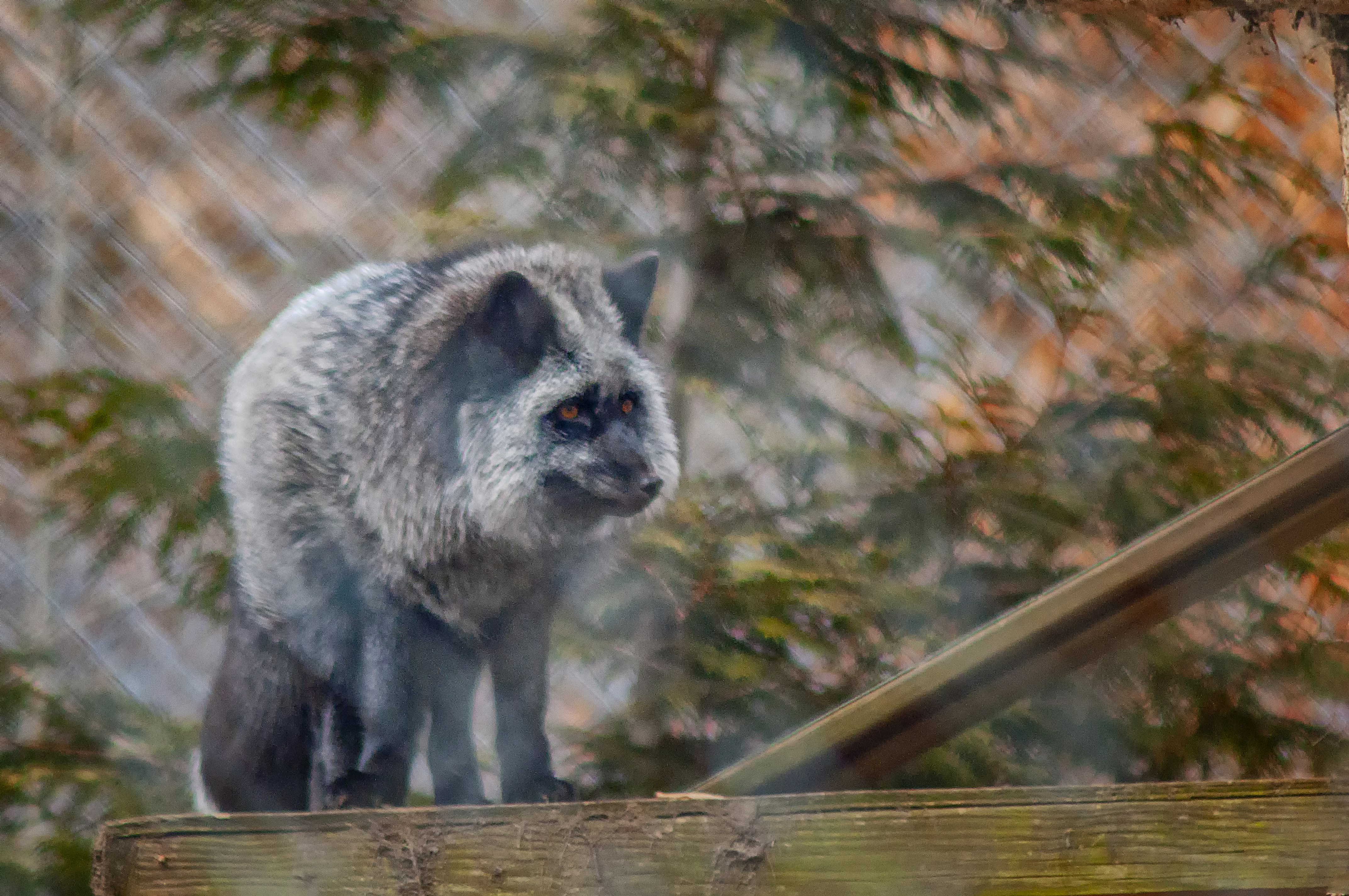 animale grigio e nero su superficie di legno
