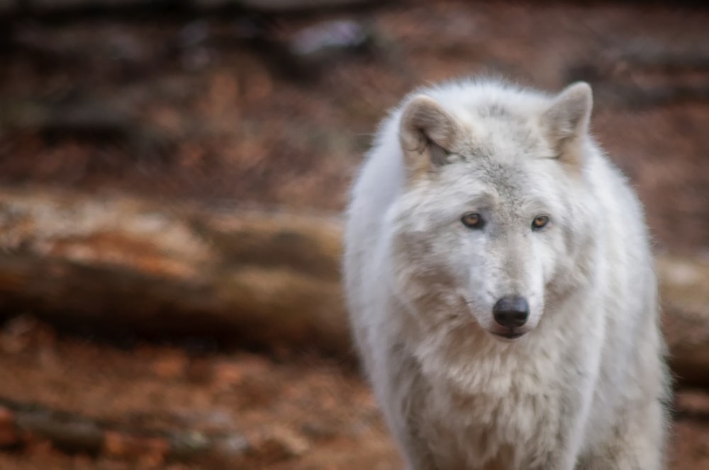 white wolf during day