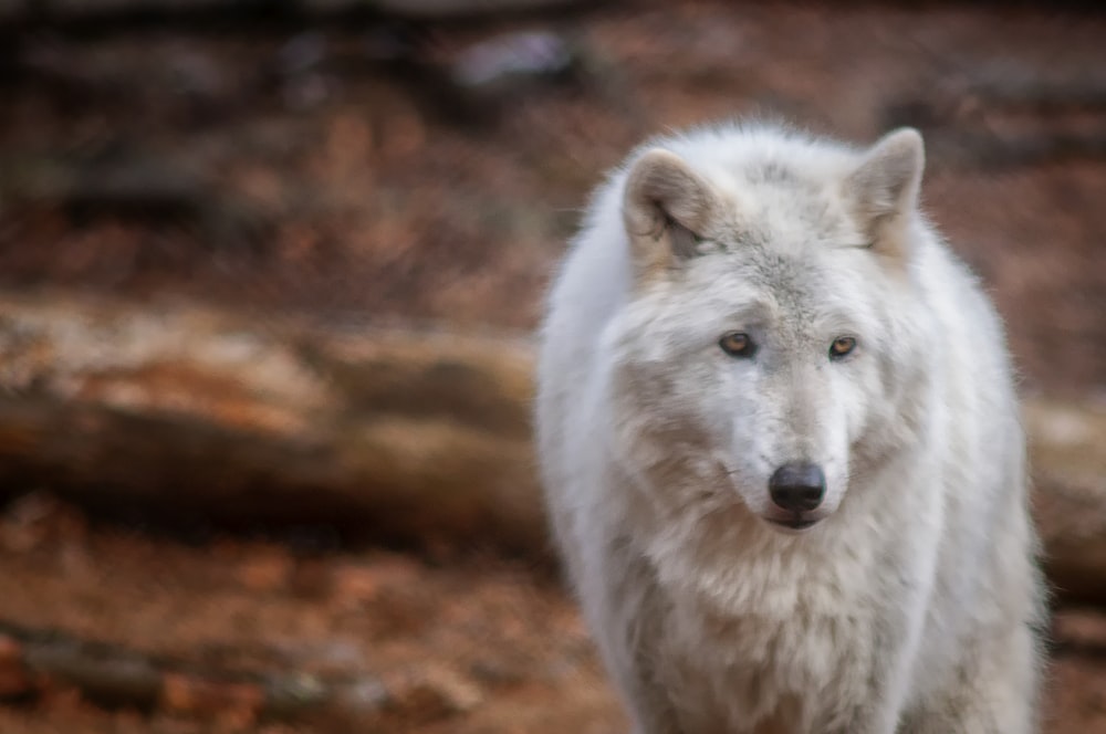 Loup blanc pendant la journée