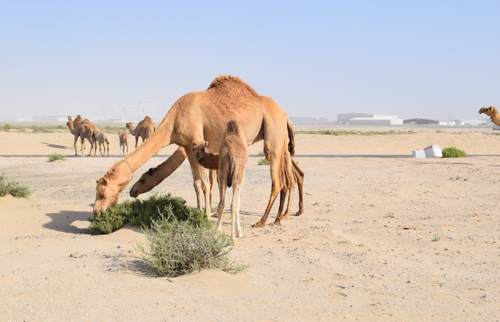 brown camel eating grass on desert