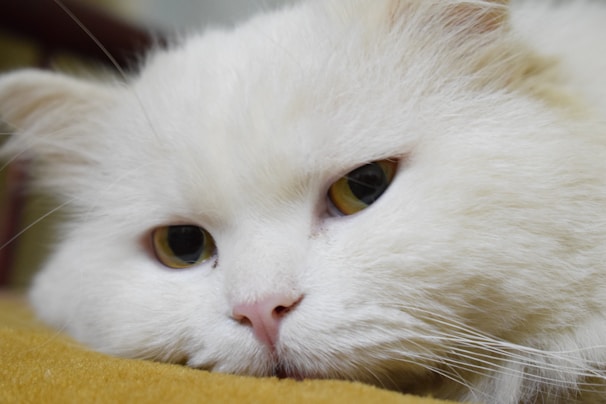 A fluffy white cat looking calm and content after a gentle grooming session in a warm, homely setting.