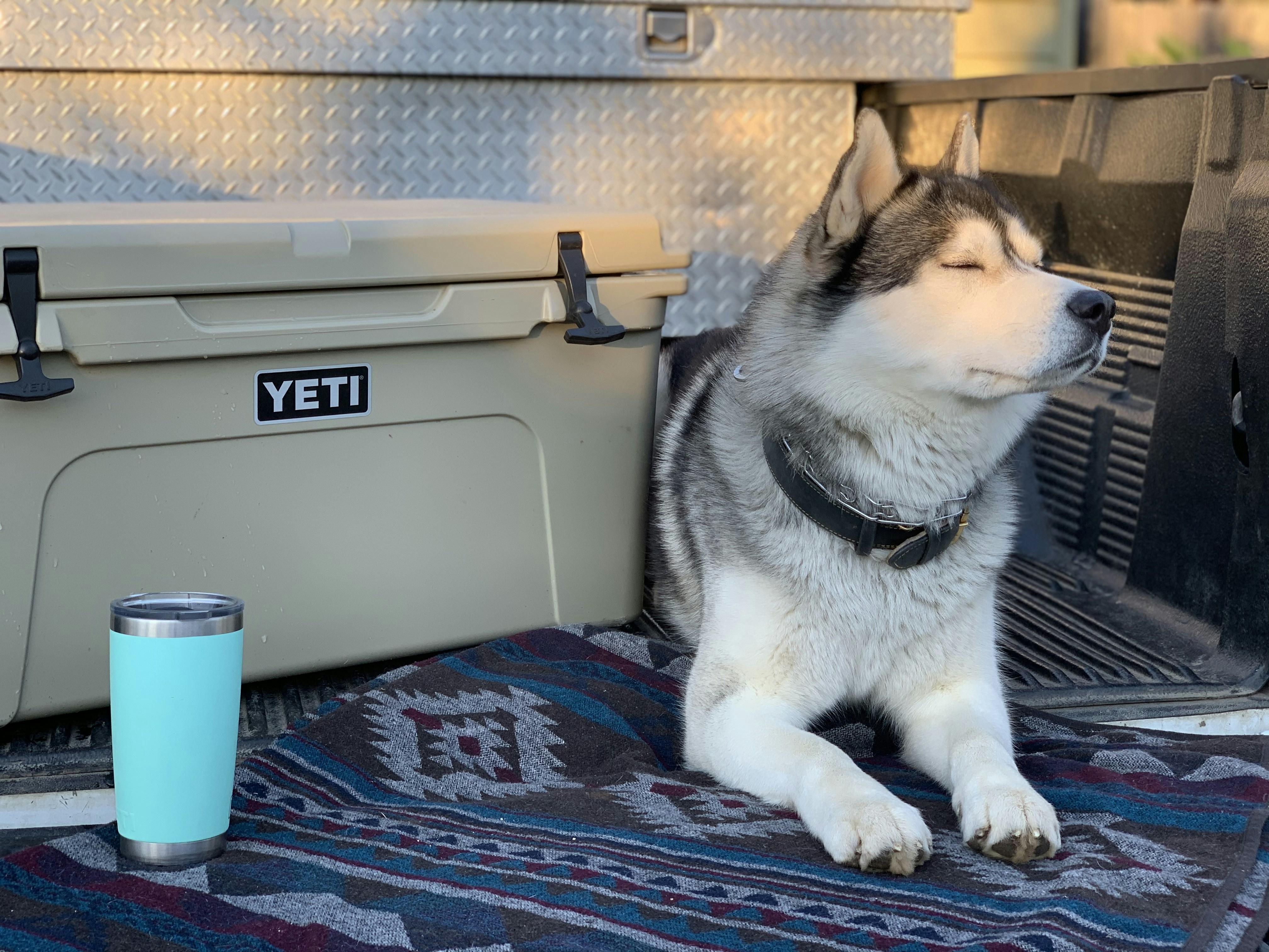 adult Siberian husky near gray Yeti cooler box