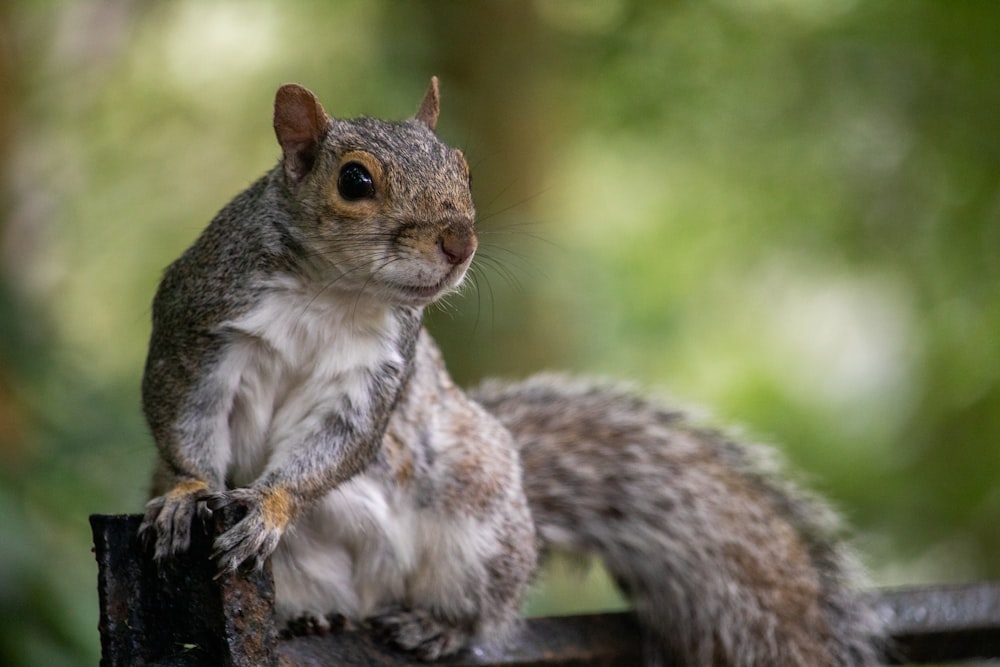bokeh photography of brown and gray squirrel