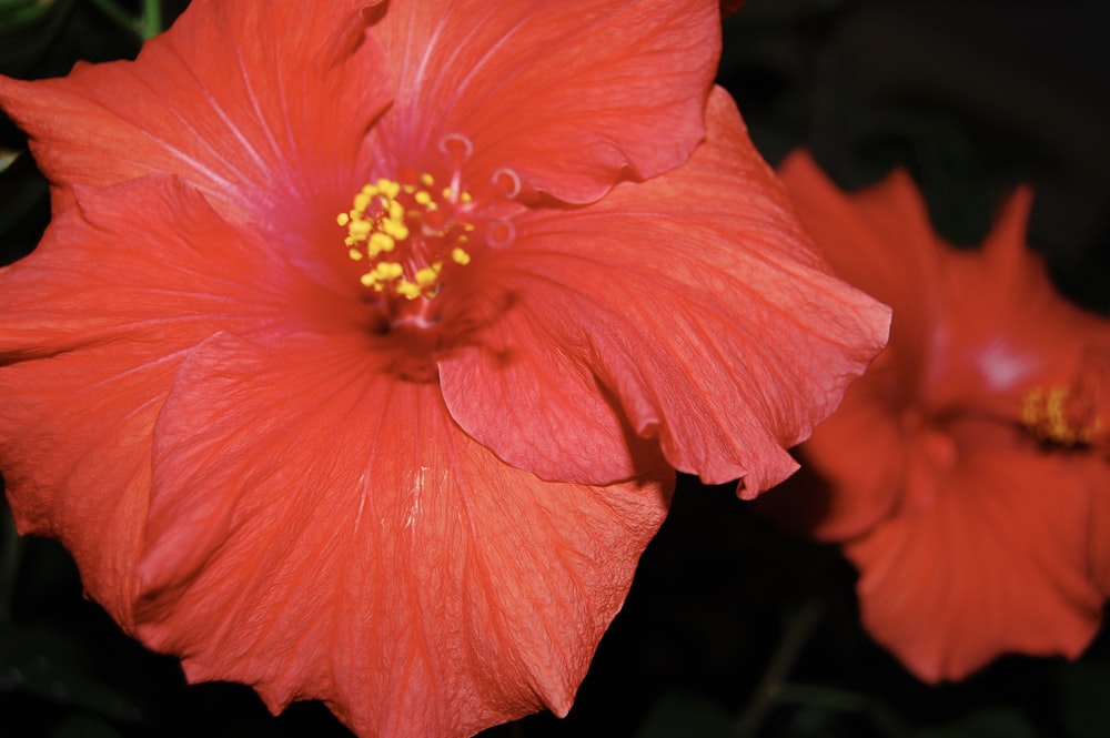 macro photography of red hibiscus flower