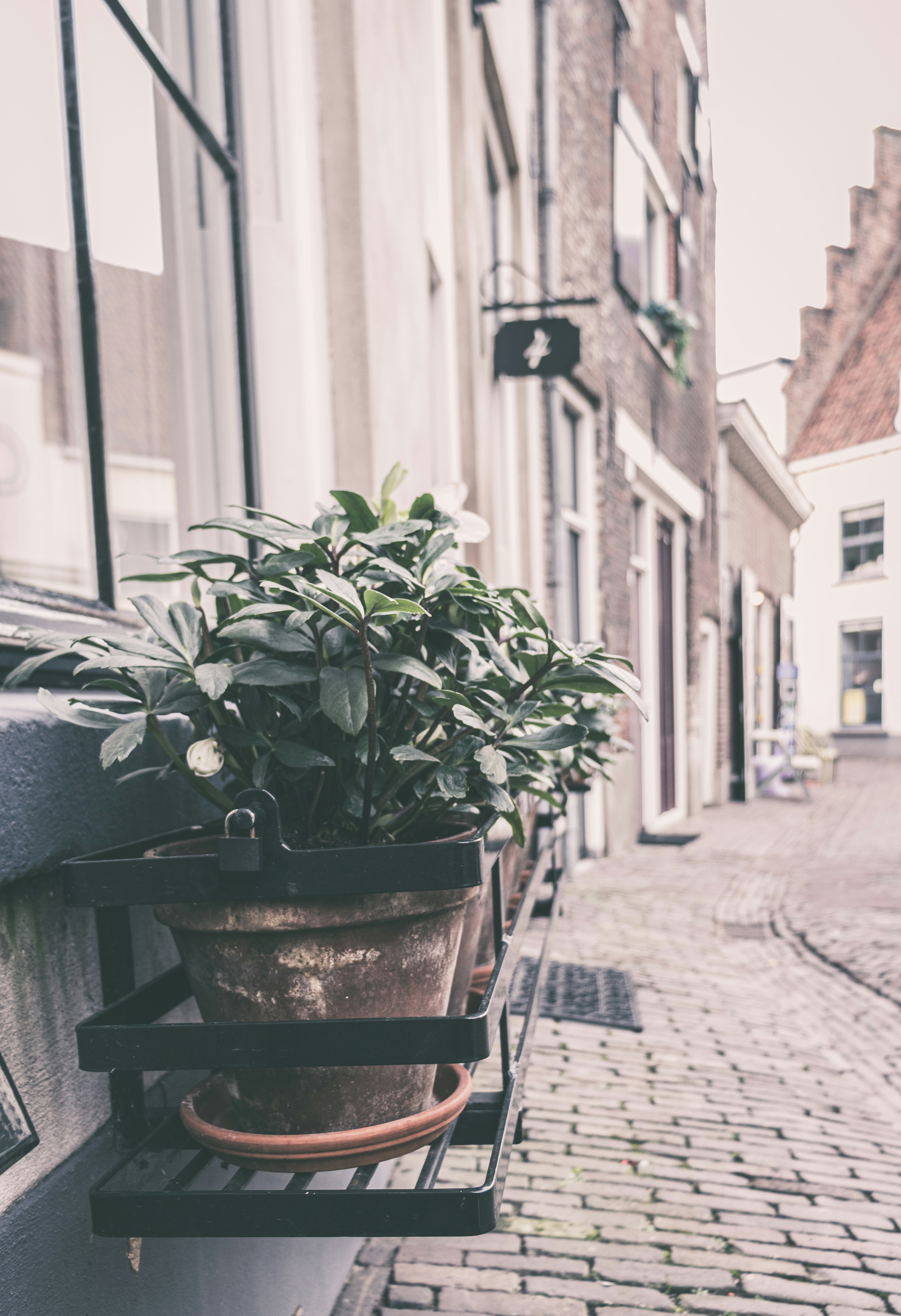 green leafed plant on pot near glass window