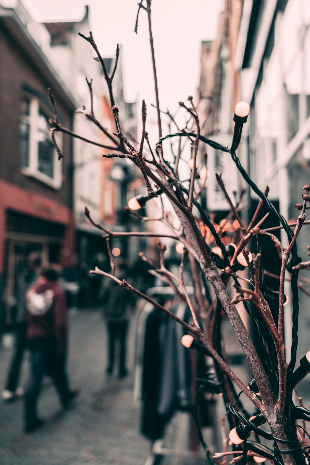 selective focus photography of brown tree branches