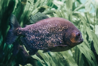 black Oscar fish near leaves